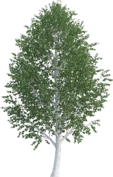 Himalayan White Birch