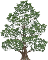 Hinoki Cypress