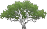 Honey Mesquite