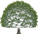 Common Horsechestnut