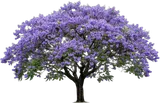 Jacaranda