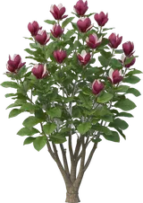 Jane Magnolia