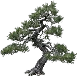 Japanese Black Pine
