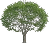 Japanese Zelkova