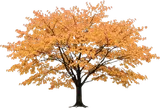 Katsura Tree