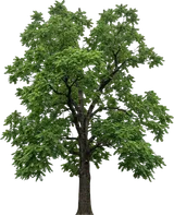 Kentucky Coffeetree