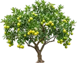 Key Lime Tree