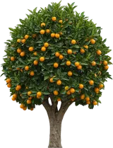 Kumquat