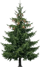 Norway Spruce