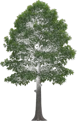 Nuttall Oak