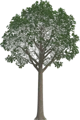 Overcup Oak