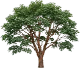 Paperbark Maple
