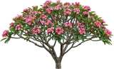 Pink Plumeria