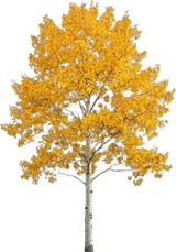 Quaking Aspen