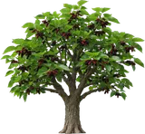 Red Mulberry