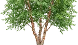 River Birch