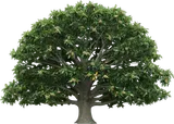 Sawtooth Oak