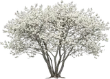 Downy Serviceberry