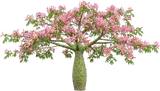 Silk Floss Tree