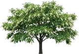 Sourwood