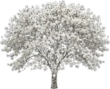 Star Magnolia