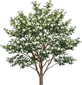 Japanese Stewartia