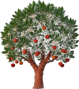 Strawberry Tree