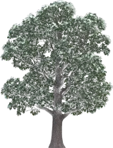 Swamp White Oak