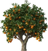 Tangerine