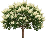 Japanese Tree Lilac