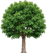 Trident Maple
