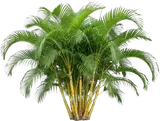 Areca Palm