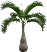 Bottle Palm