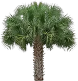 Cabbage Palmetto