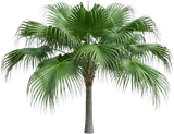 Chinese Fan Palm