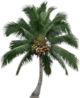 Coconut Palm