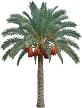 Date Palm