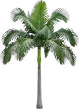 King Palm