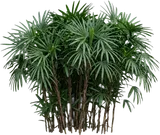 Lady Palm