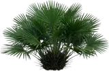 Needle Palm