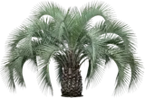Pindo Palm