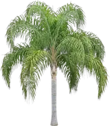 Queen Palm