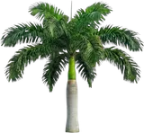 Royal Palm
