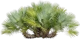 Saw Palmetto