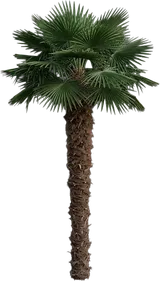 Windmill Palm