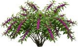 American Beautyberry