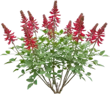 Coral Bean