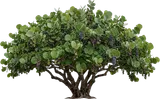 Sea Grape