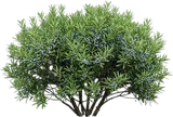 Southern Wax Myrtle