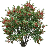 Yaupon Holly